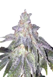 Fruit Loops Feminized Cannabis Seeds