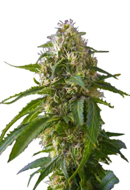 Galaxy Feminized Cannabis Seeds