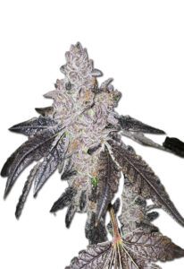 Gelato 48 Feminized Cannabis Seeds