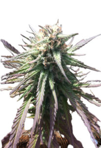 Gelato Regular Cannabis Seeds