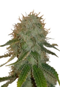 Ghost OG Autoflower Cannabis Seeds