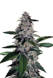 Ghost Train Haze Feminized Cannabis Seeds