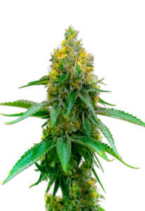 Girl Scout Cookies Autoflower Marijuna Seeds