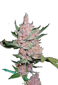 Glitter Glue Feminized Cannabis Seeds