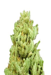 God Bud Regular Cannabis Seeds