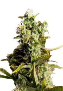 God’s Gift Feminized Cannabis Seeds