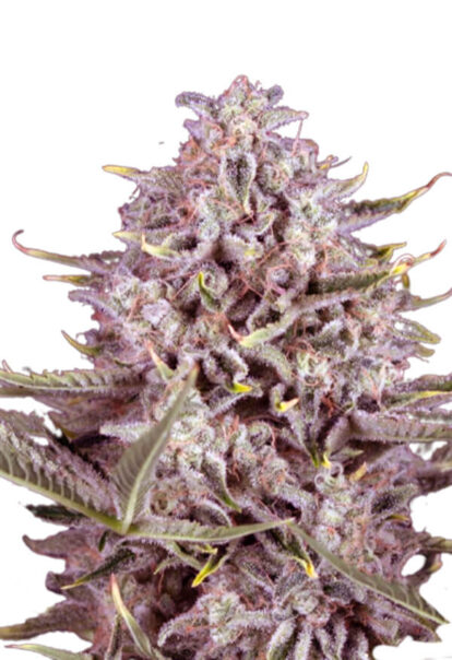 Gorilla CBD Feminized