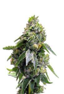 Gorilla Chip Feminized Cannabis Seeds