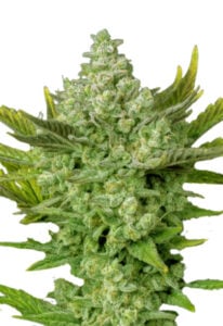 Gorilla Cookies Autoflower Cannabis Seeds