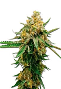 Gorilla G Lemon Feminized Cannabis Seeds