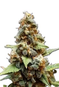 Gorilla Lemon Fire Feminized Cannabis Seeds