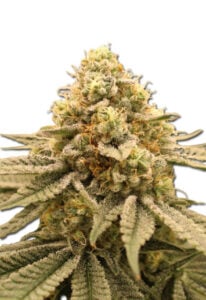 Gorilla Punch Feminized Cannabis Seeds