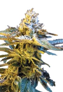 Grandaddy Black Feminized Cannabis Seeds