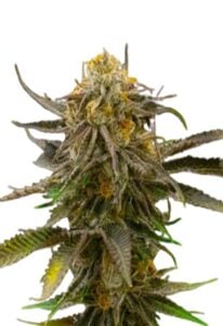 Grandaddy Bruce Feminized Cannabis Seeds