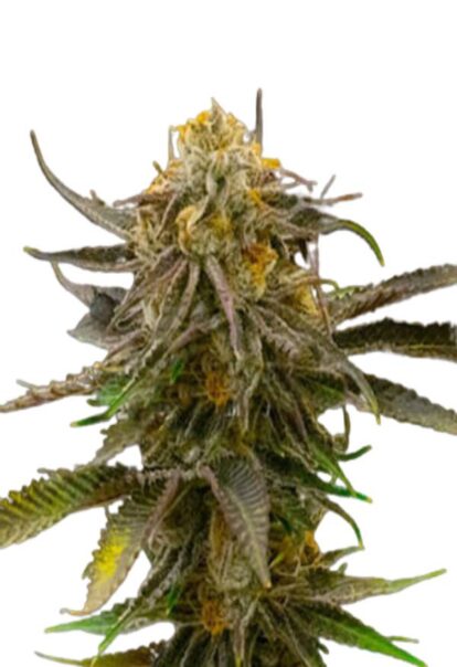 Granddaddy Bruce Feminized Cannabis Seeds