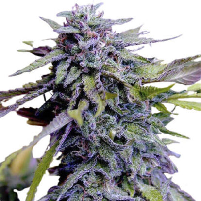 Granddaddy Purple Feminized