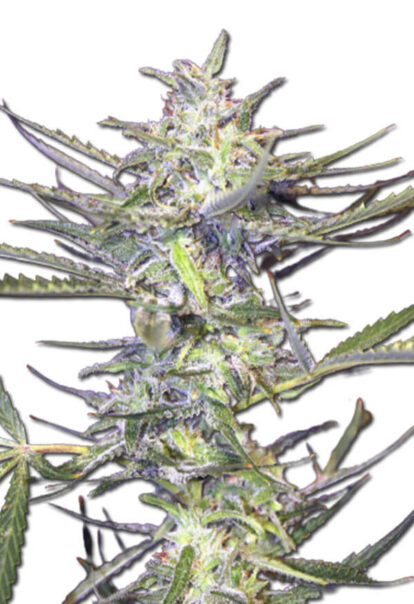 Grape Drink Auto Cannabis Seeds