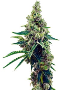 Grapefruit Autoflower Cannabis Seeds