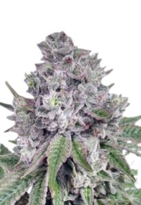 Grapeness Feminized Cannabis Seeds