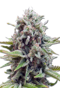 Gravity Autoflower Cannabis Seeds