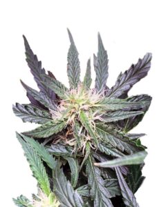 Purple Punch Autoflower Cannabis Seeds