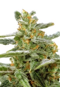 Green Crack Autoflower Cannabis Seeds