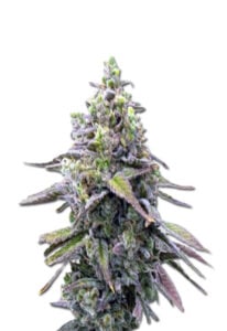 Green Apple Pie Feminized Cannabis Seeds