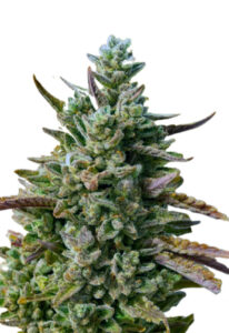 Guava Kush Autoflower Cannabis Seeds