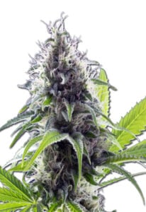 Hawaiian Fire Autoflower Cannabis Seeds