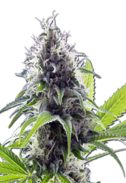 Hawaiian Fire Auto Cannabis Seeds