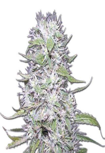 Hawaiian Skunk Auto Cannabis Seeds