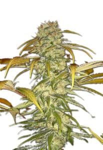 Hawaiian Skunk Feminized Cannabis Seeds