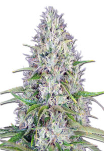 Haze Autoflower Cannabis Seeds