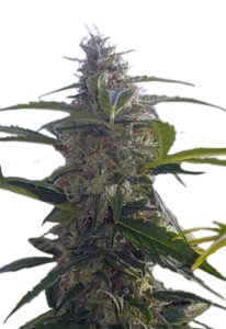 Headband Autoflower Cannabis Seeds