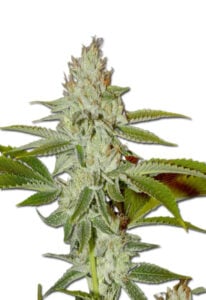 Hellfire OG Feminized Cannabis Seeds