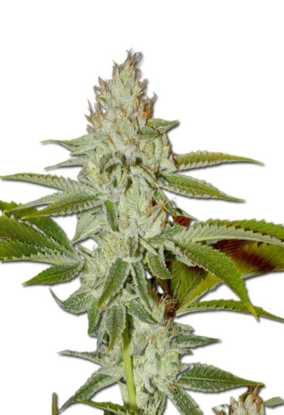 Hellfire OG Feminized