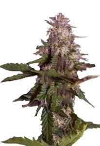 Himalaya Gold Feminized Cannabis Seeds