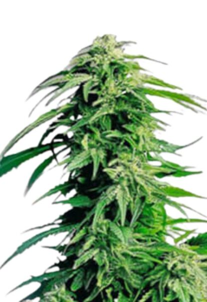 Hindu Kush Feminized Cannabis Seeds