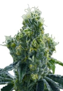 Ice Cream Cake Feminized Cannabis Seeds