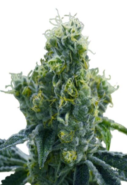 Ice Cream Cake Feminized Cannabis Seeds 1