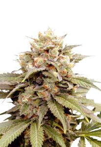 Ice Cream Breath Feminized Cannabis Seeds