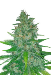 Island Sweet Skunk Autoflower Cannabis Seeds