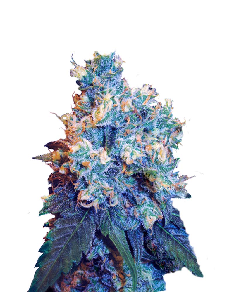 Jack Herer Regular Cannabis Seeds