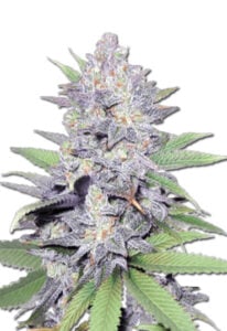 Jelly Bean Feminized Cannabis Seeds