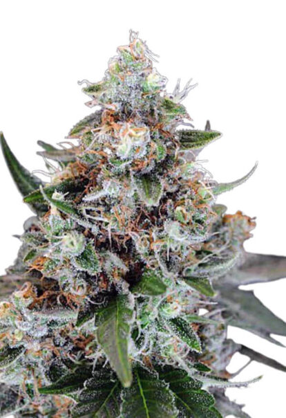 Jilly Bean Feminized Cannabis Seeds