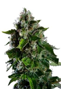 Kalashnikov Feminized Cannabis Seeds