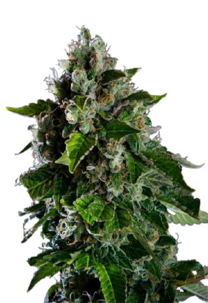 Kalashnikov Feminized Cannabis Seeds 1