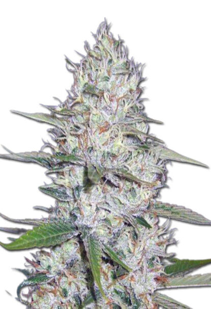 Kali Girl Autoflowering Cannabis Seeds