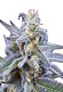 Killer Blue Autoflower Marijuana Strain