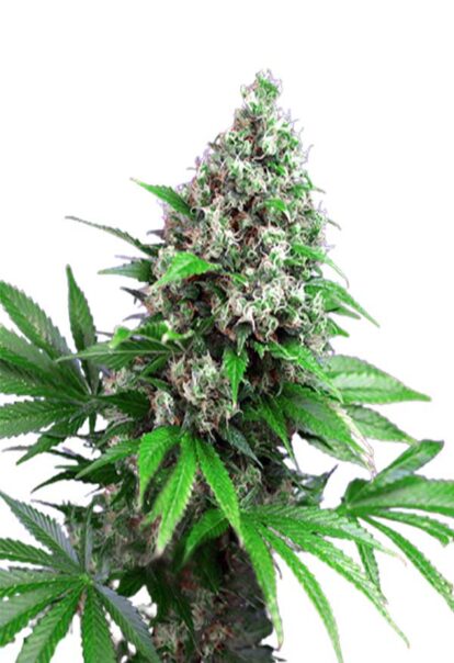 Killer Feminized Cannabis Seeds